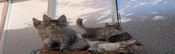 Maine Coon cats for sale: Stunning Maine coon kittens - Advert 24