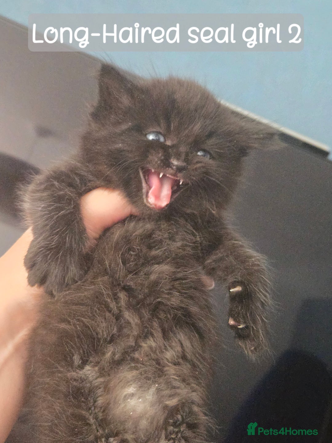 Ragdoll cats for sale: 12 half-Ragdolls (£150-£475) - Image 10