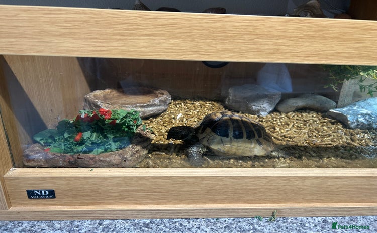 Tortoise reptiles - Advert 1