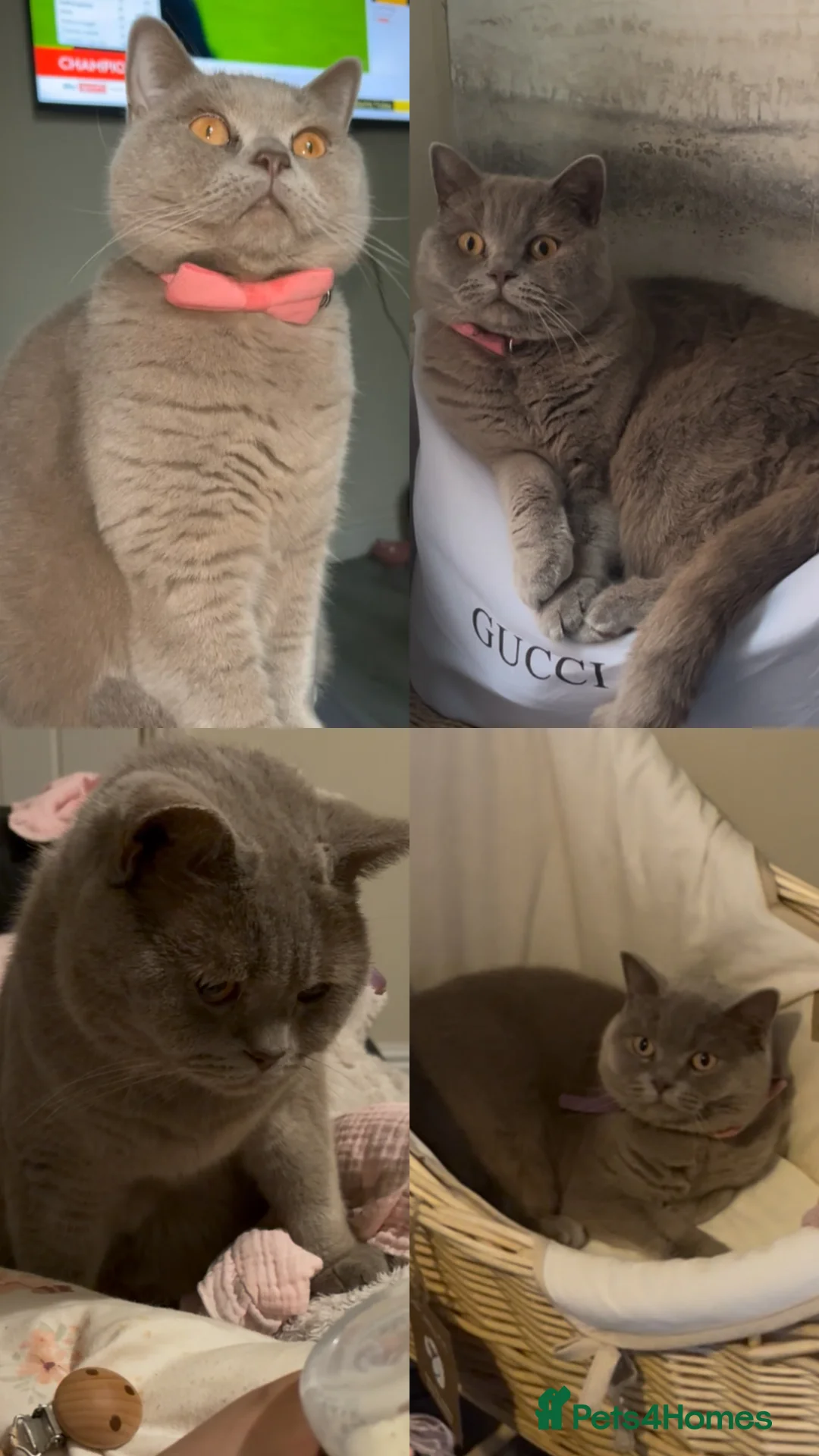 British Shorthair cats for sale: Grey British Short Hair   - Advert 1