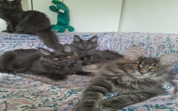 Maine Coon cats for sale: solid blue+ maine coon 1boy 3girls TICA - Advert 8