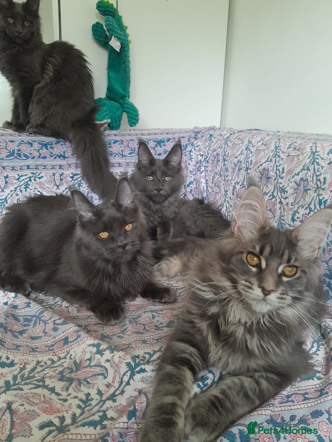 Maine Coon cats for sale: solid blue+ maine coon 1boy 3girls TICA - Advert 8