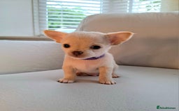 Chihuahua dogs for sale: Chihuahua puppies for sale - Image 9