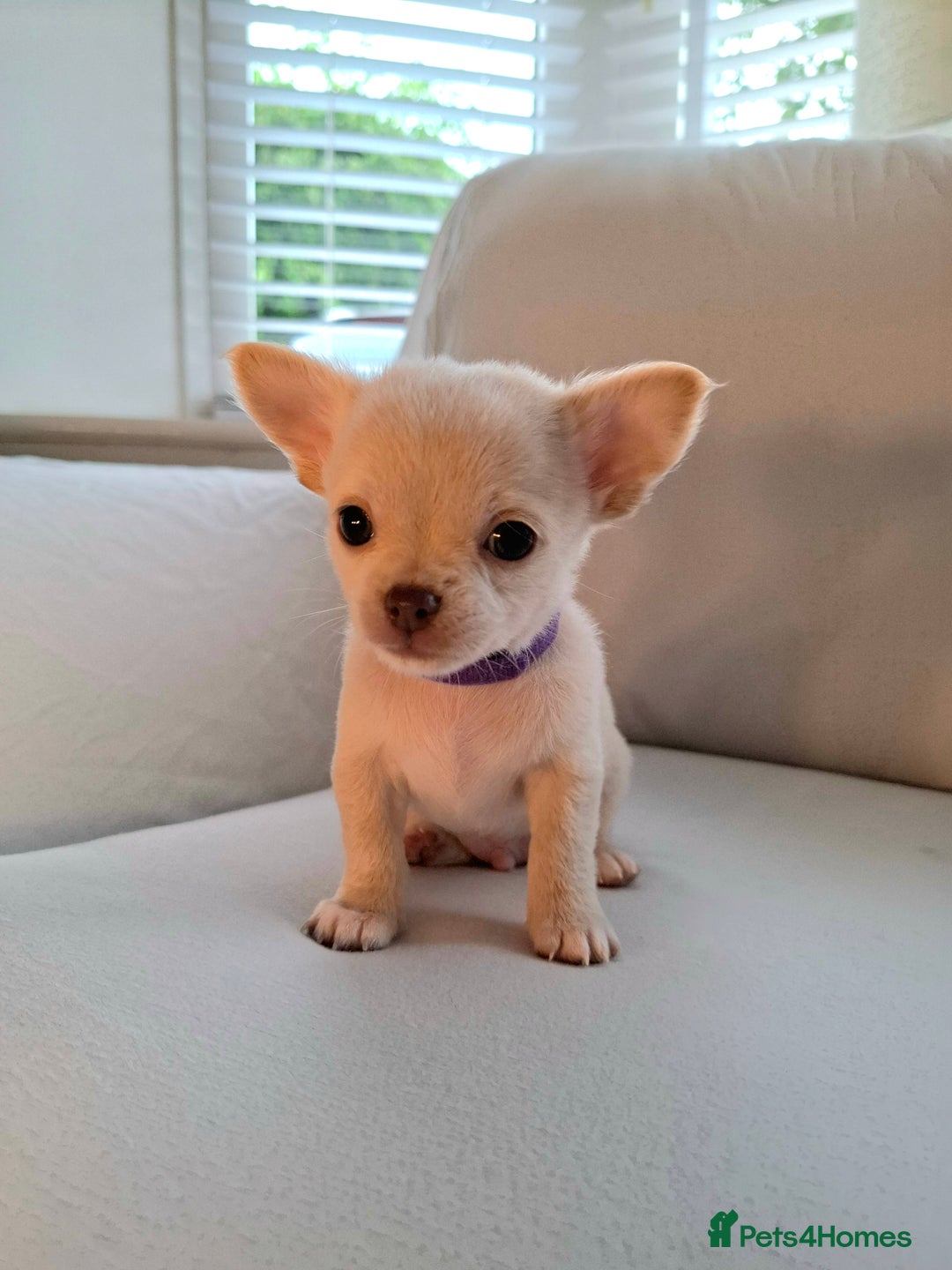 Chihuahua dogs for sale: Chihuahua puppies for sale - Image 9