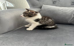 Mixed Breed cats for sale: Female kitty for sale - ready to leave  - Image 5