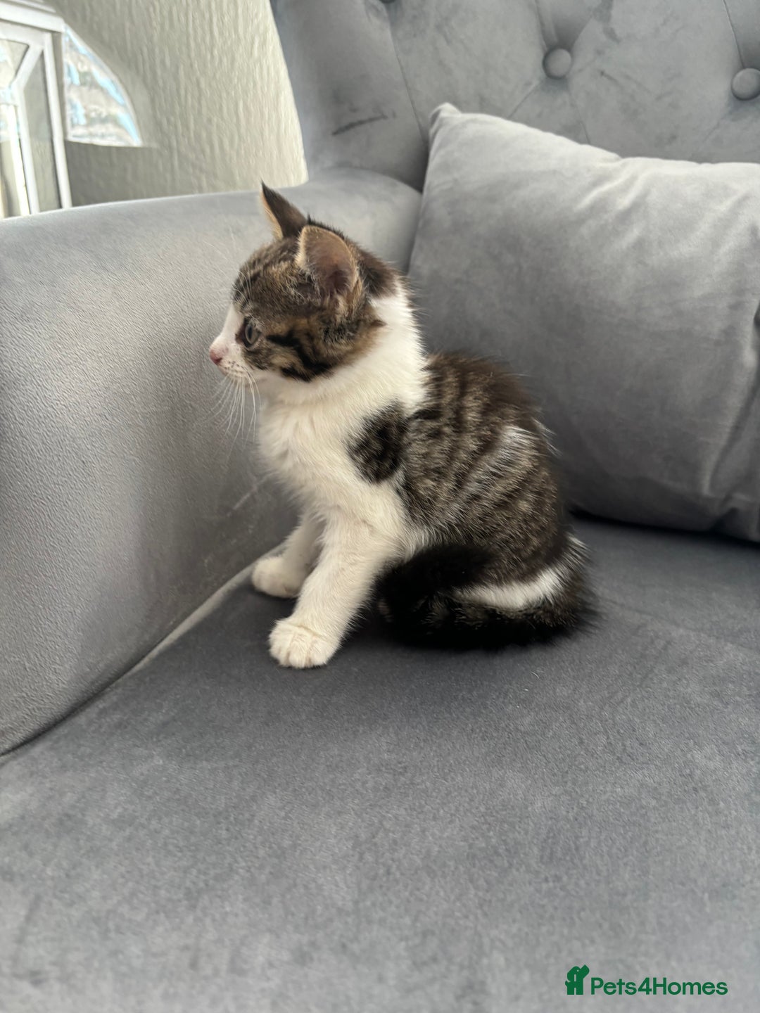 Mixed Breed cats for sale: Female kitty for sale - ready to leave  - Image 5