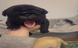 Pug dogs for sale: Pug Puppies - Image 4