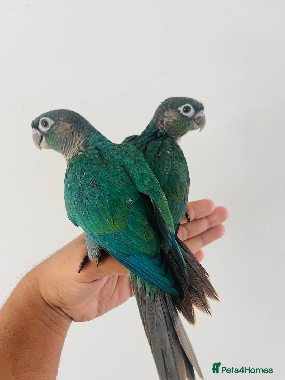 Conures birds for sale: Hand reared conure for sale  - Advert 21