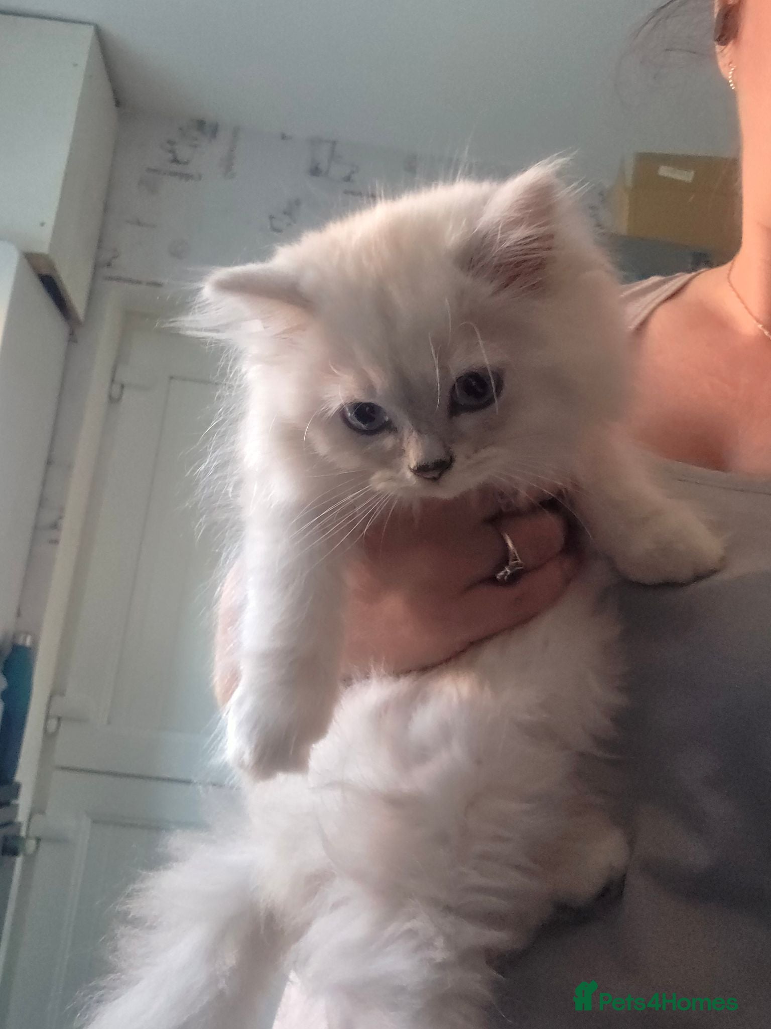Persian cats Beautiful dollface persian chinchilla kittens  - Advert 2