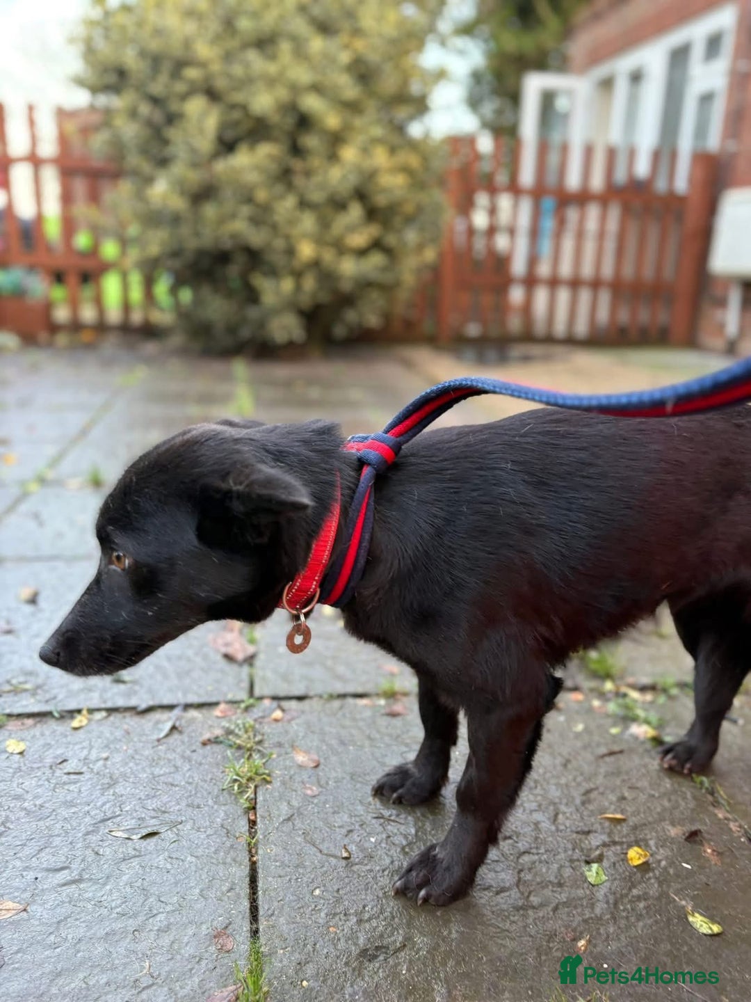 Mixed Breed dogs for adoption: Melody - Norwich Norfolk  - Advert 10