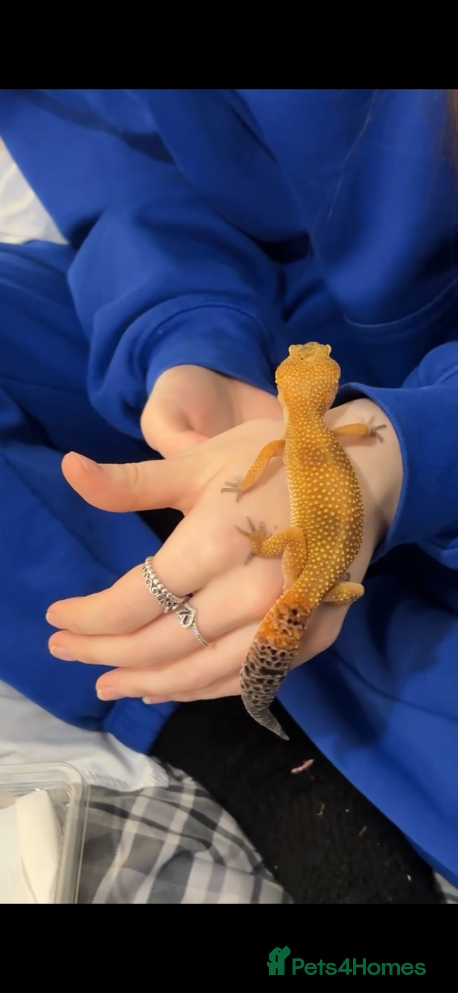 Leopard Gecko reptiles Leopard gecko looking for a new home! - Advert 1