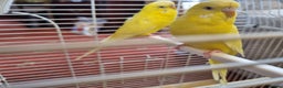 Budgerigars birds for sale: Budgies lutino for sale  - Advert 6
