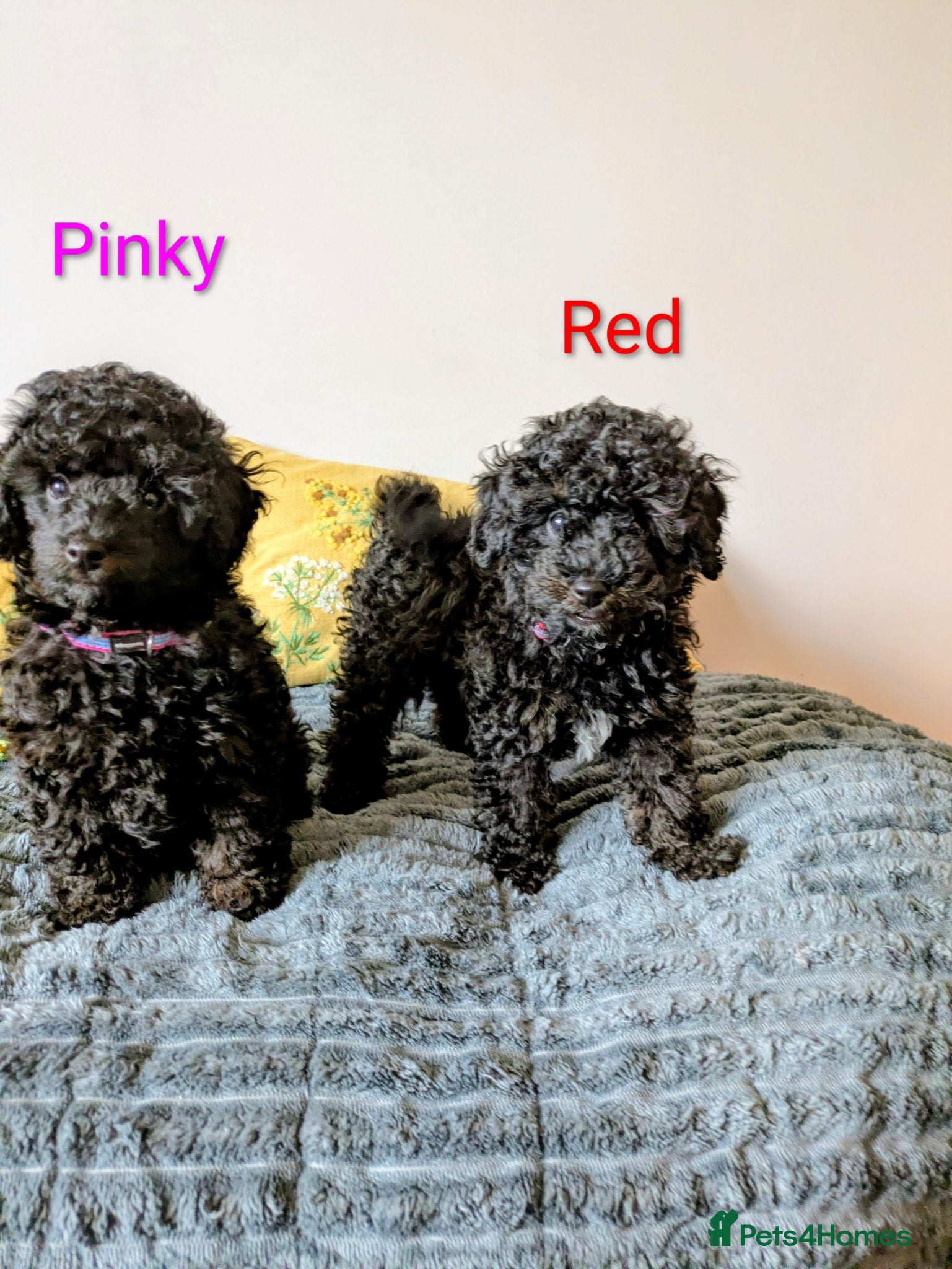 Toy Poodle dogs Toy poodlegirls KC , fully vac 10 weeks old  - Advert 13
