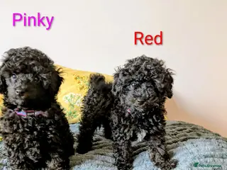 Toy Poodle dogs Toy poodlegirls KC , fully vac 10 weeks old - Advert 13
