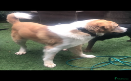 Central Asian Shepherd dogs for sale: Central Asian Shepard x Rottweiler  - Image 13
