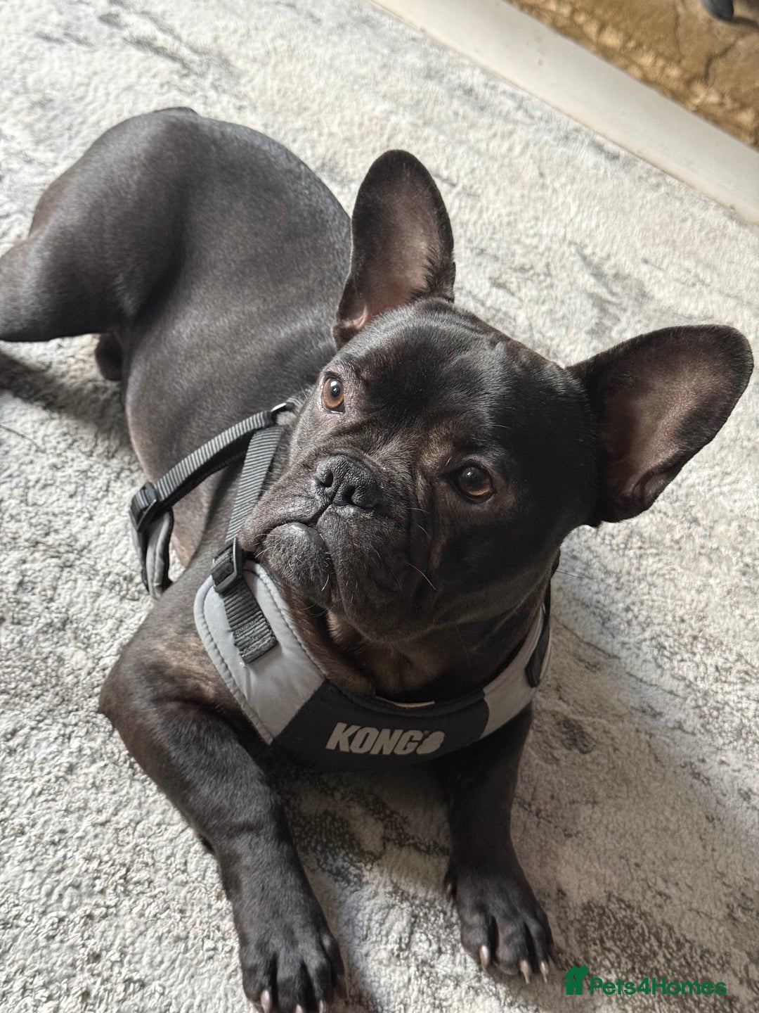 French Bulldog dogs for sale: 8 month old French Bulldog! - Image 4