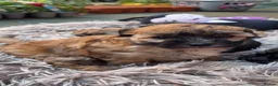 Yochon dogs for sale: Beautiful puppies looking for loving homes - Advert 7