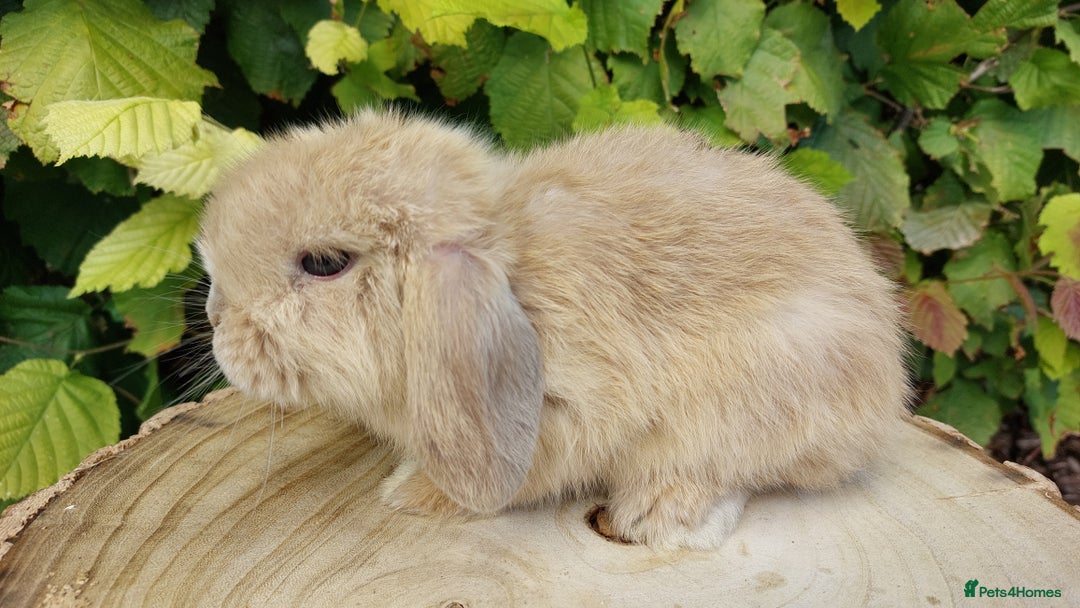 Mini Lop rabbits for sale: Pure bred mini lop baby rabbits ready now - Image 7