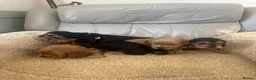 Cocker Spaniel dogs for sale: Show cocker spaniel puppies  - Advert 4