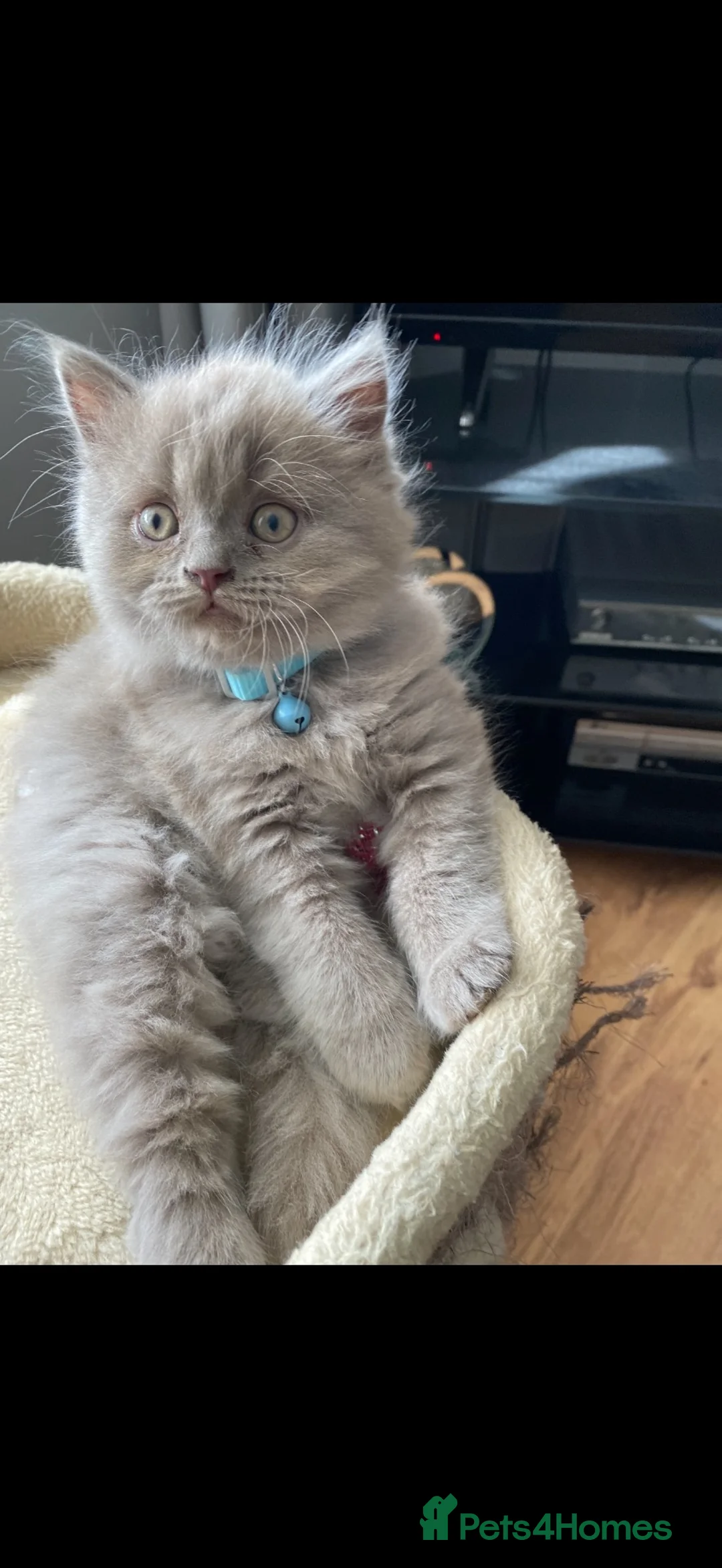 British Shorthair cats for adoption: One British short hair boy  - Advert 5