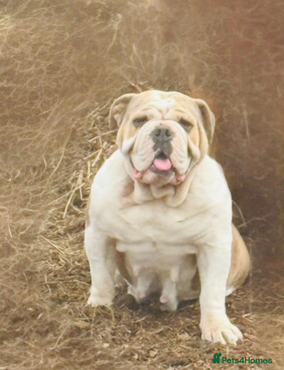 English Bulldog dogs for sale: 9 registered new age bulldogs (1 FEMALE REMAINING) - Advert 2