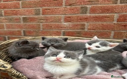 British Shorthair cats for sale: British shorthair kittens  - Image 9