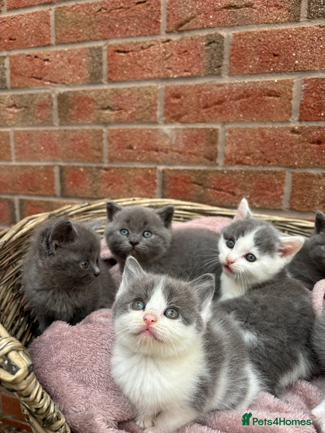British Shorthair cats for sale: British shorthair kittens  - Image 9