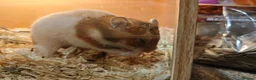 Hamster rodents for sale: Baby syrain hamsters - Advert 13