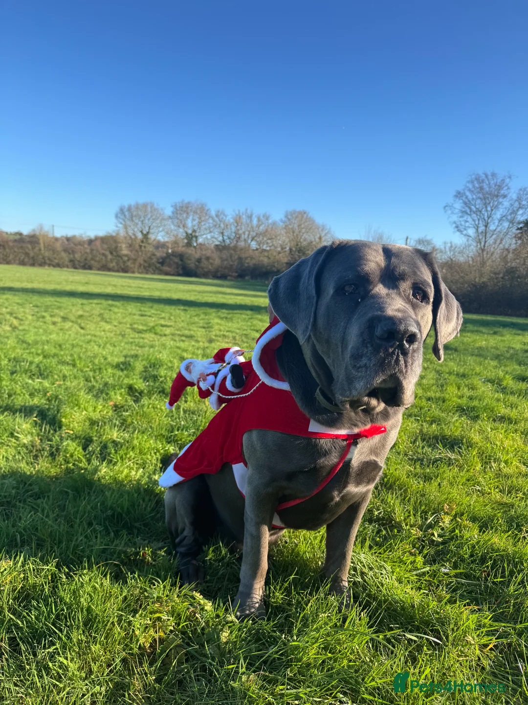 Cane Corso dogs for sale: Cane Corso Male - just under 6 years old - Advert 3