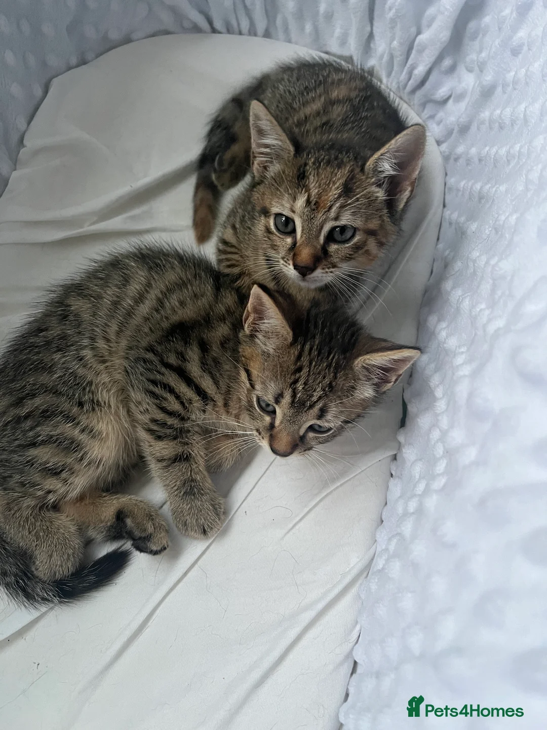 Mixed Breed cats for sale: Beautiful stripey kittens - available now - Advert 2