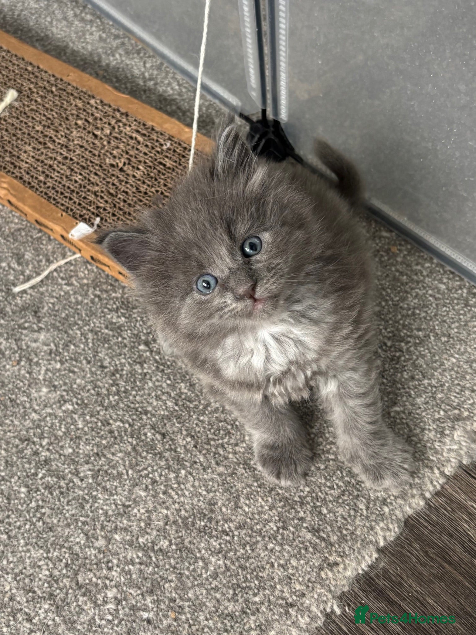 Maine Coon cats 🩷Beautiful Pedigree TICA Registered Maine Coons🩷 - Advert 14