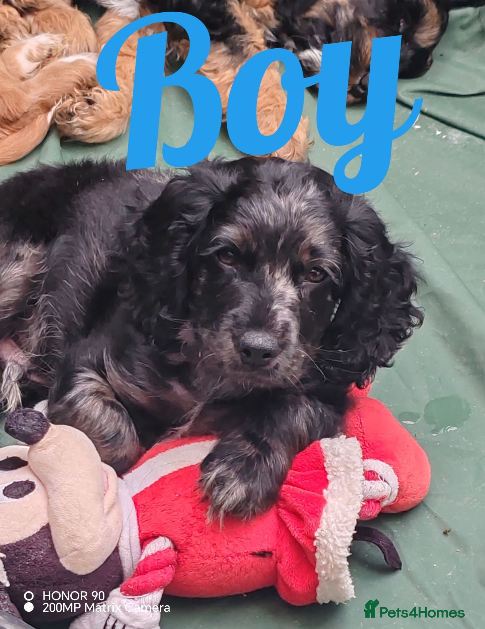 Cockapoo dogs cockapoo puppies F1 - Advert 2