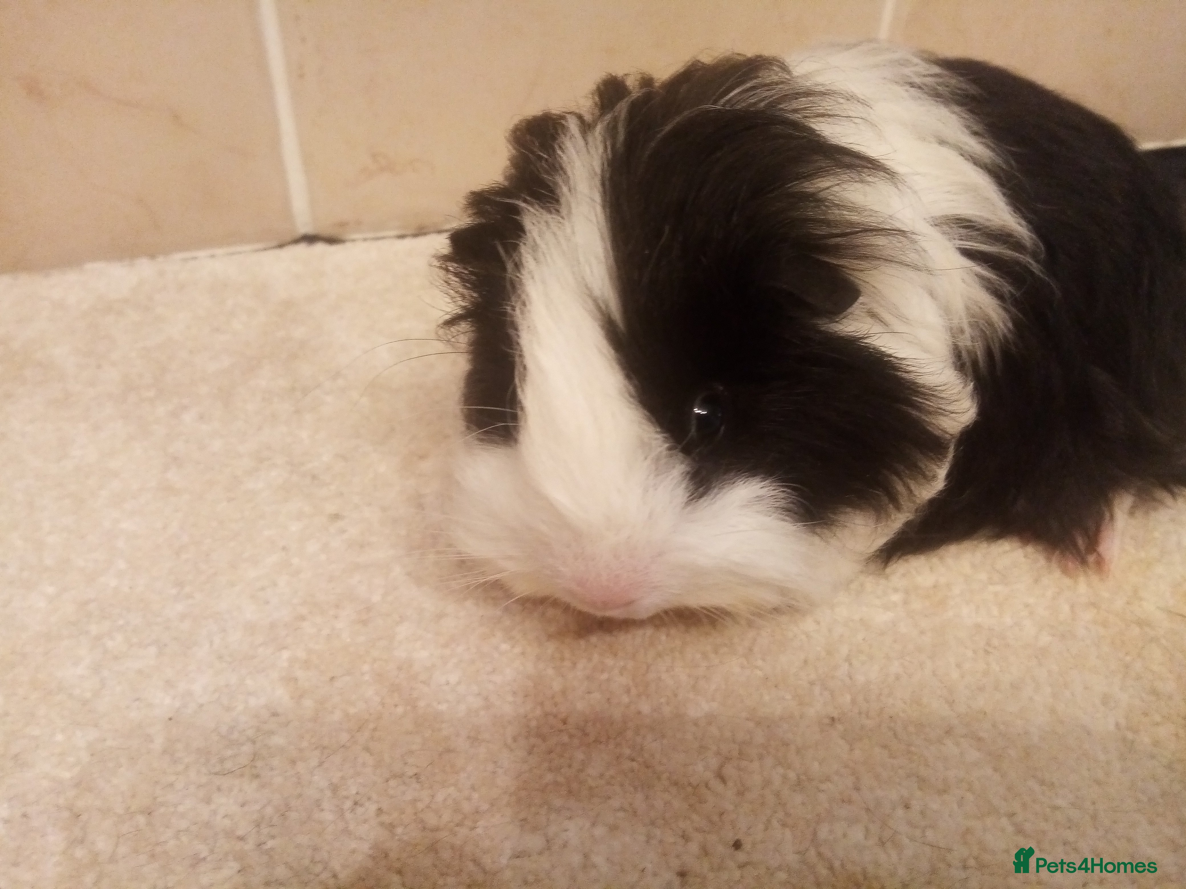 Guinea Pig rodents Sheltie  Guinea pigs  - Advert 6