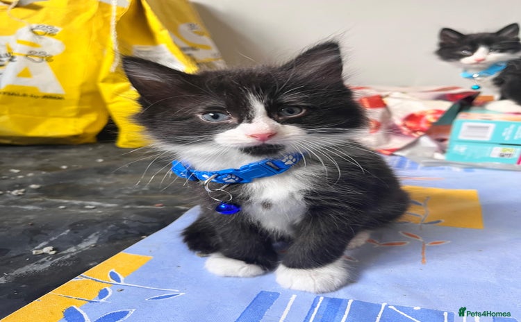 Mixed Breed cats - Advert 5