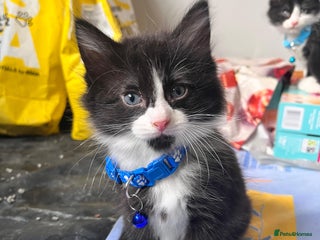 Mixed Breed cats - Advert 26