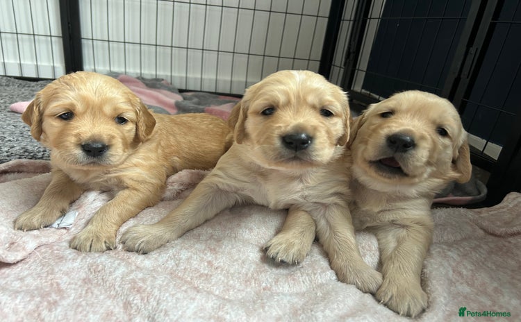 Golden Retriever dogs - Advert 4