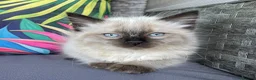 Ragdoll cats for sale: Two beautiful Ragdoll kittens - Advert 23