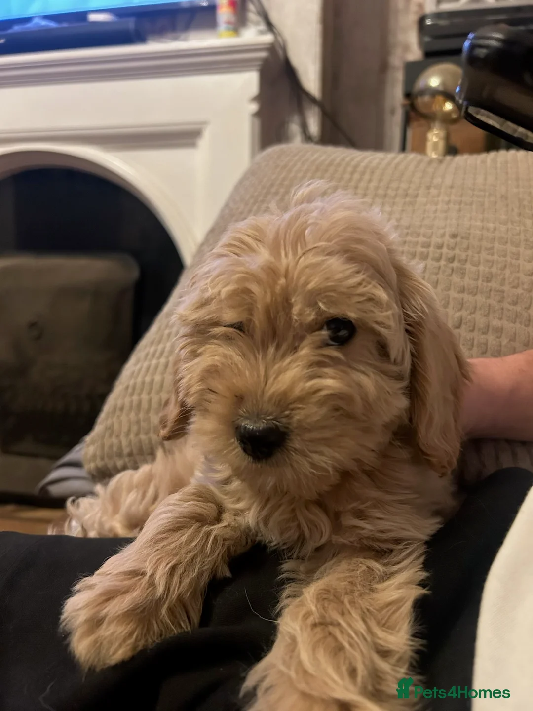 Gallery Image {{count}}