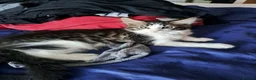 Maine Coon cats for sale: Maine Coon Kittens for Sale - Advert 28