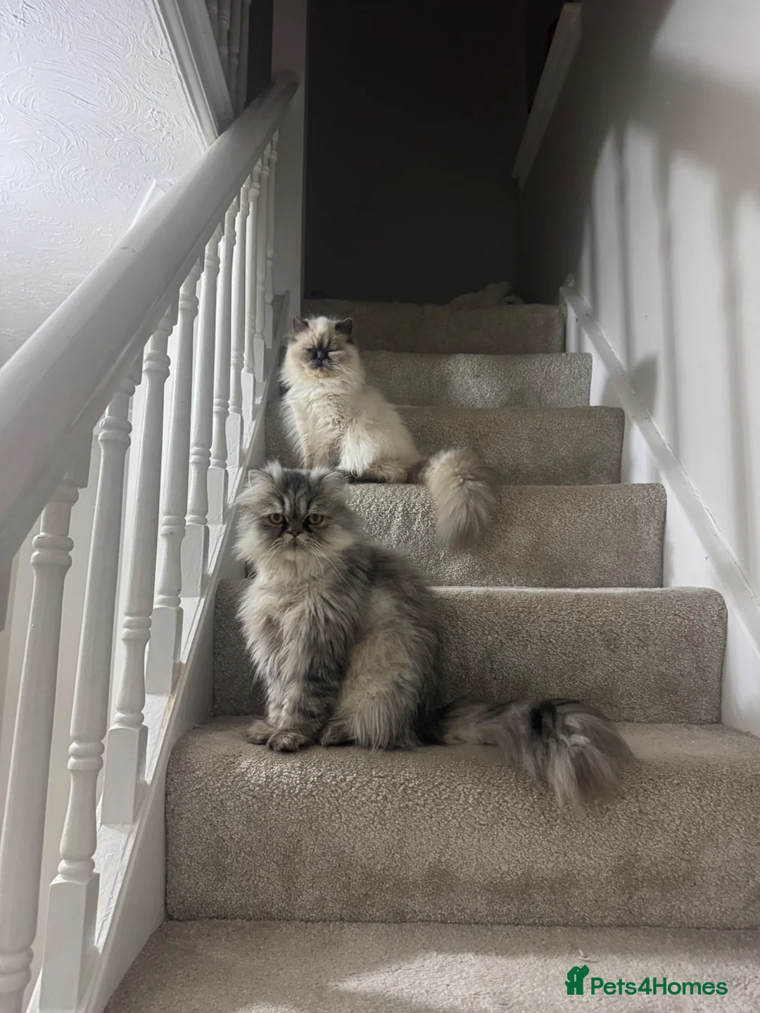 Persian cats for sale: Female Persian silver cat - Advert 3