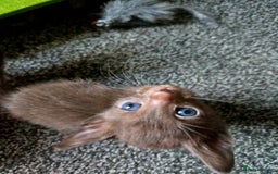 Siamese cats for sale: Beautiful 2 Havana browns and 2 C/ point siamese  - Image 14