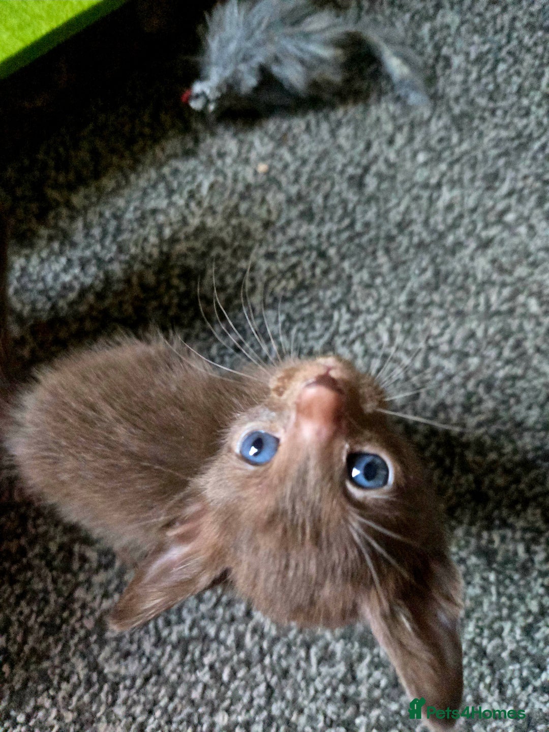 Siamese cats for sale: Beautiful 2 Havana browns and 2 C/ point siamese  - Image 14