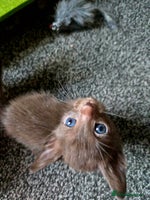 Siamese cats - Advert 2