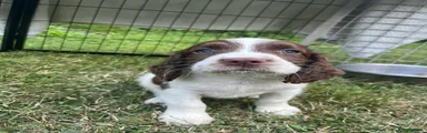 English Springer Spaniel 5