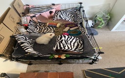 Guinea Pig rodents for sale: 2 female Guinea pigs - Image 5