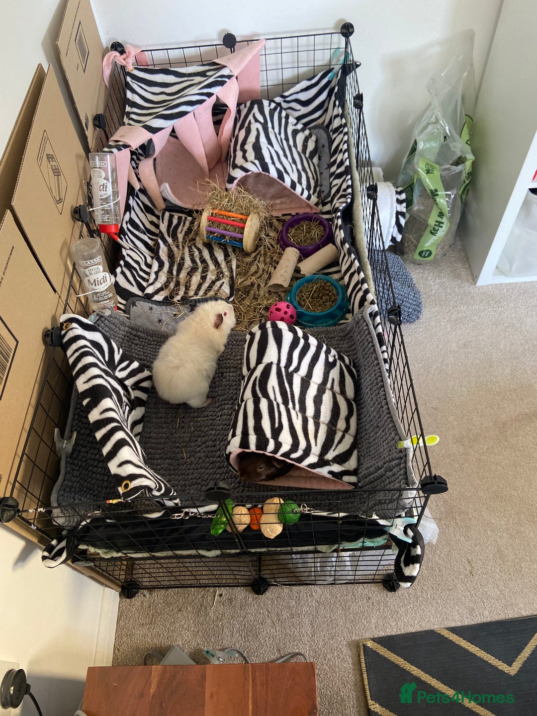 Guinea Pig rodents for sale: 2 female Guinea pigs - Image 5