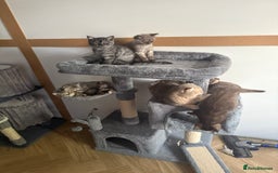 British Shorthair cats for sale: BSH x SF show quality kittens (REDUCED) - Image 8