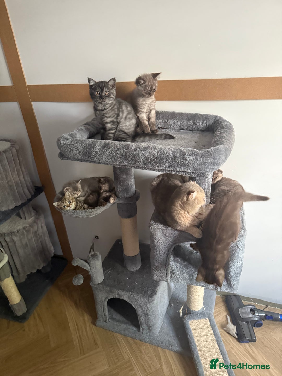 British Shorthair cats for sale: BSH x SF show quality kittens (REDUCED) - Image 8