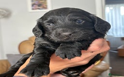 Cocker Spaniel dogs for sale: Working Cocker Spaniel Puppies - Image 10