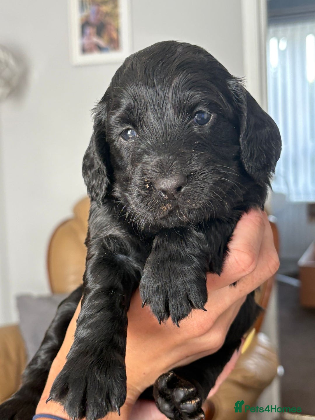 Cocker Spaniel dogs for sale: Working Cocker Spaniel Puppies - Image 10
